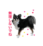 毎日使える、犬とねこの写真スタンプ（個別スタンプ：15）