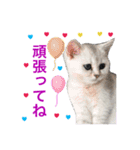 毎日使える、犬とねこの写真スタンプ（個別スタンプ：16）