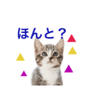 毎日使える、犬とねこの写真スタンプ（個別スタンプ：18）