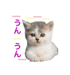 毎日使える、犬とねこの写真スタンプ（個別スタンプ：19）