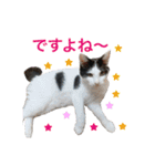 毎日使える、犬とねこの写真スタンプ（個別スタンプ：20）