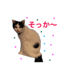 毎日使える、犬とねこの写真スタンプ（個別スタンプ：21）