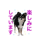毎日使える、犬とねこの写真スタンプ（個別スタンプ：24）