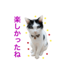 毎日使える、犬とねこの写真スタンプ（個別スタンプ：25）