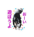 毎日使える、犬とねこの写真スタンプ（個別スタンプ：26）