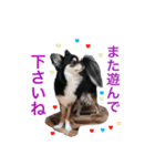 毎日使える、犬とねこの写真スタンプ（個別スタンプ：27）
