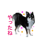 毎日使える、犬とねこの写真スタンプ（個別スタンプ：28）