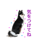毎日使える、犬とねこの写真スタンプ（個別スタンプ：29）