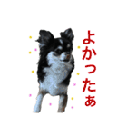 毎日使える、犬とねこの写真スタンプ（個別スタンプ：30）