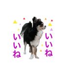毎日使える、犬とねこの写真スタンプ（個別スタンプ：31）