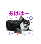毎日使える、犬とねこの写真スタンプ（個別スタンプ：32）