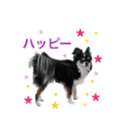 毎日使える、犬とねこの写真スタンプ（個別スタンプ：35）