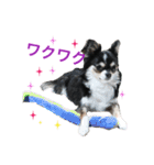毎日使える、犬とねこの写真スタンプ（個別スタンプ：36）