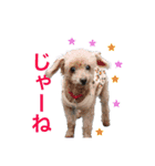 毎日使える、犬とねこの写真スタンプ（個別スタンプ：37）