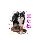 毎日使える、犬とねこの写真スタンプ（個別スタンプ：38）