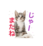 毎日使える、犬とねこの写真スタンプ（個別スタンプ：39）