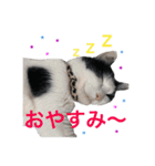 毎日使える、犬とねこの写真スタンプ（個別スタンプ：40）
