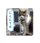 きんたろうさんのスタンプ（個別スタンプ：1）