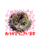 きんたろうさんのスタンプ（個別スタンプ：4）
