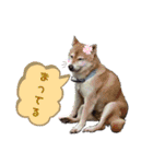 きんたろうさんのスタンプ（個別スタンプ：9）