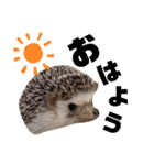 うさぎとハリネズミ★ひめぽたスタンプ（個別スタンプ：1）