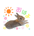 うさぎとハリネズミ★ひめぽたスタンプ（個別スタンプ：2）