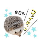 うさぎとハリネズミ★ひめぽたスタンプ（個別スタンプ：3）