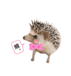 うさぎとハリネズミ★ひめぽたスタンプ（個別スタンプ：4）