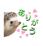 うさぎとハリネズミ★ひめぽたスタンプ（個別スタンプ：9）