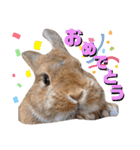 うさぎとハリネズミ★ひめぽたスタンプ（個別スタンプ：13）