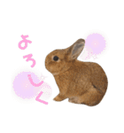 うさぎとハリネズミ★ひめぽたスタンプ（個別スタンプ：14）