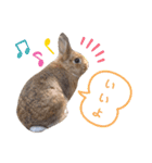うさぎとハリネズミ★ひめぽたスタンプ（個別スタンプ：15）