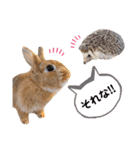 うさぎとハリネズミ★ひめぽたスタンプ（個別スタンプ：16）