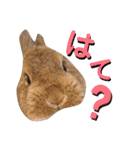 うさぎとハリネズミ★ひめぽたスタンプ（個別スタンプ：21）