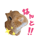 うさぎとハリネズミ★ひめぽたスタンプ（個別スタンプ：22）