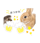 うさぎとハリネズミ★ひめぽたスタンプ（個別スタンプ：29）