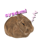 うさぎとハリネズミ★ひめぽたスタンプ（個別スタンプ：32）