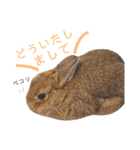 うさぎとハリネズミ★ひめぽたスタンプ（個別スタンプ：34）