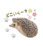 うさぎとハリネズミ★ひめぽたスタンプ（個別スタンプ：35）