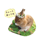 うさぎとハリネズミ★ひめぽたスタンプ（個別スタンプ：36）