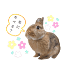 うさぎとハリネズミ★ひめぽたスタンプ（個別スタンプ：37）