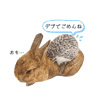 うさぎとハリネズミ★ひめぽたスタンプ（個別スタンプ：40）