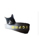 うちのバロンさんたち（個別スタンプ：7）