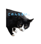 うちのバロンさんたち（個別スタンプ：11）