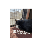うちのバロンさんたち（個別スタンプ：12）