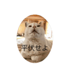 我々は猫なのである（個別スタンプ：1）