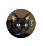 我々は猫なのである（個別スタンプ：2）