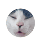 我々は猫なのである（個別スタンプ：3）