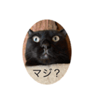 我々は猫なのである（個別スタンプ：4）