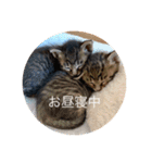 我々は猫なのである（個別スタンプ：5）